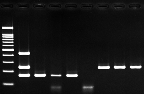 در Multiplex PCR تکثیر همزمان چندین توالی هدف ممکن است