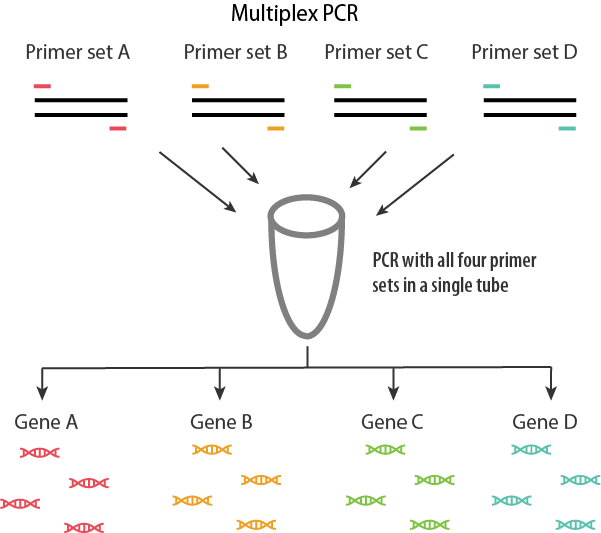 پرایمر های مورد استفاده در واکنش Multiplex PCR باید با دقت انتخاب شوند
