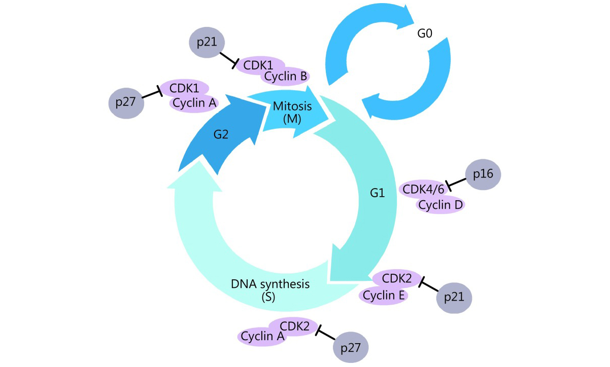 چرخه سلولی و سایکلین ها شرکت دانش بنیان بافت و ژن پاسارگاد