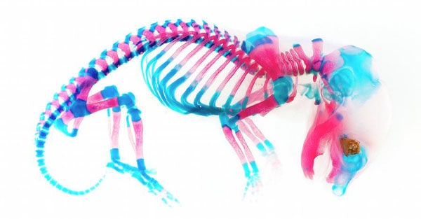 رنگ آمیزی آلیزارین رد برای بررسی استخوان بندی نوزاد موش - مدلهای حیوانی تقص جنینی