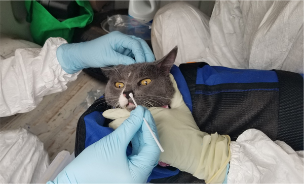 انتقال ویروس کرونا از گربه به انسان
