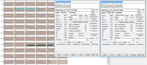 طراحی پرایمر ARMS-PCR