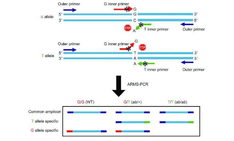 طراحی پرایمر ARMS-PCR1