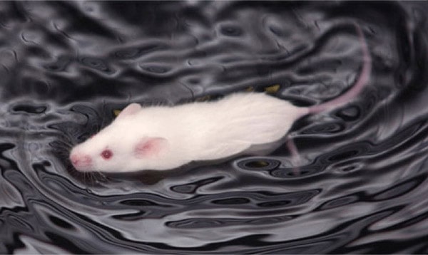 شنای موش - آزمون معمای آبی موریس