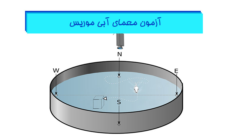 آزمون-معمای-آبی-موریس-(موریس-واتر-میز)-هیستوژنوتک
