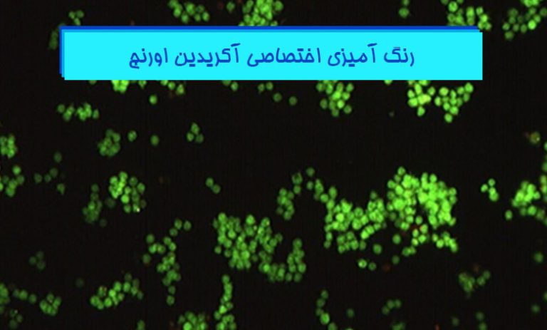 رنگ آمیزی آکریدین اورنج در بافت شناسی - هیستوژنوتک