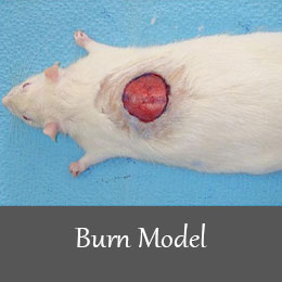 القای مدل های بیماری - مدل سوختگی در موش آزمایگاهی