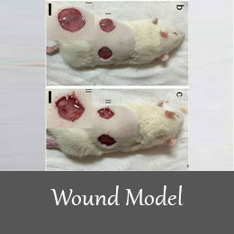 القای مدل زخم در حیوانات آزمایشگاهی