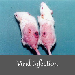 القای مدل زخم عفونت ویروسی 