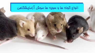 راهنمای کامل شناخت انواع موش های آزمایشگاهی