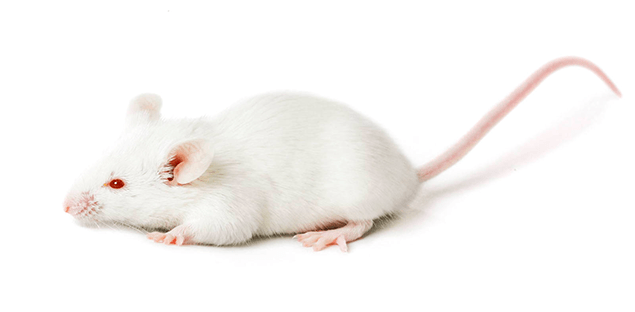نام موش سفید 