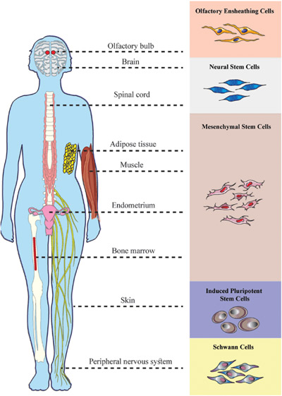 انواع سلول های مورد استفاده برای درمان آسیب های نخاعی