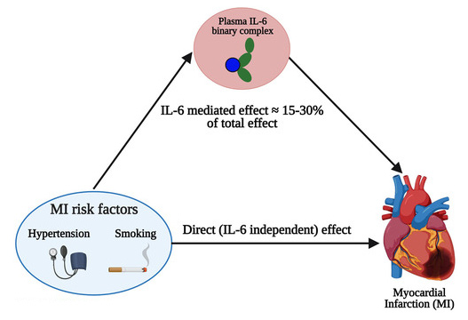 فاکتور التهابی IL-6 و تاثیر سبک زندگی بر  سکته قلبی 