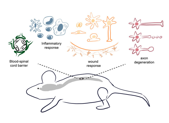 عوامل دخیل در سلول درمانی