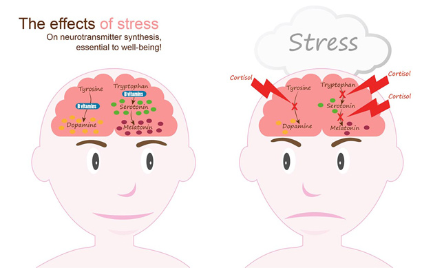 نقش استرس در تولید نوروترانسمیتر ها در سیستم عصبی مرکزی