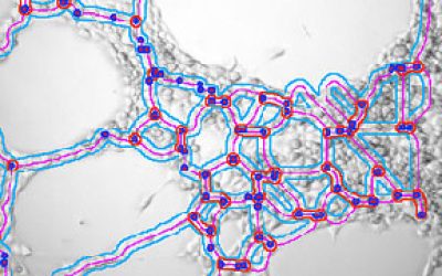 آنالیز-اختصاصی-تیوب-فورمیشن-تایید-سایت