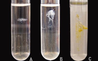 استخراج DNA - شرکت دانش بنیان بافت و ژن پاسارگاد
