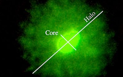 اندازه گیری میزان هسته هالواسپرم - شرکت دانش بنیان بافت و ژن پاسارگاد