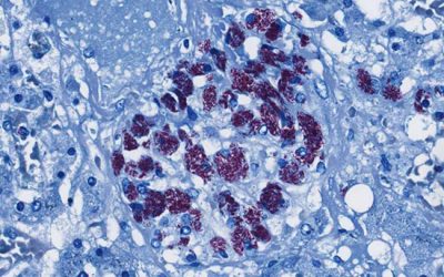 باسیل در رنگ آمیزی گیمسا - شرکت دانش بنیان بافت و ژن پاسارگاد