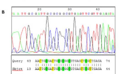 بررسی-متیلاسیون-2