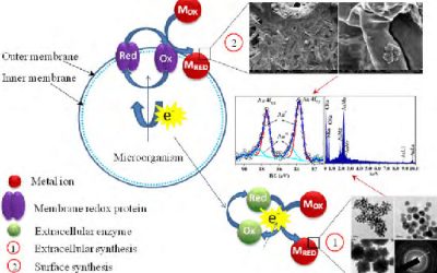 بررسی و آنالیز نانو پارتیکل - شرکت دانش بنیان بافت و ژن پاسارگاد