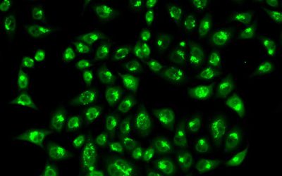 تأیید ماهیت سلول با روش ICC - شرکت دانش بنیان بافت و ژن پاسارگاد