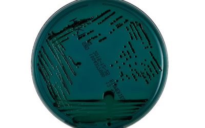 جداسازی و کشت افتراقی - شرکت دانش بنیان بافت و ژن پاسارگاد