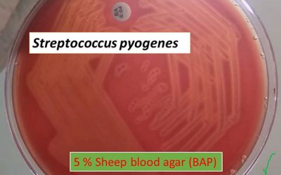 جداسازی و کشت افتراقی - شرکت دانش بنیان بافت و ژن پاسارگاد