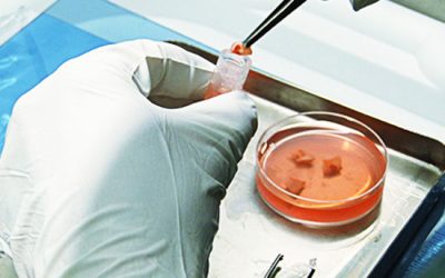 جداسازی فولیکول تخمدانی - شرکت دانش بنیان بافت و ژن پاسارگاد