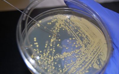 جداسازی و کشت افتراقی - شرکت دانش بنیان بافت و ژن پاسارگاد