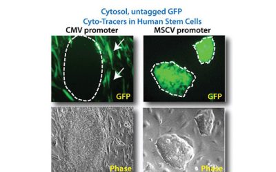 ردیابی سلول GFP مثبت - شرکت دانش بنیان بافت و ژن پاسارگاد