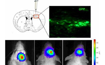 ردیابی سلول جهت تمایز به الیگودندروسیت - شرکت دانش بنیان بافت و ژن پاسارگاد