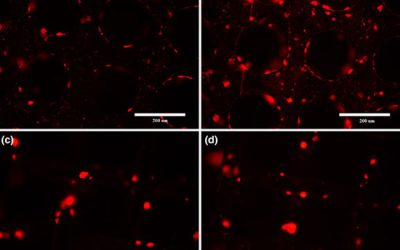 ردیابی وکتور حاوی سلول های نشاندار - شرکت دانش بنیان بافت و ژن پاسارگاد