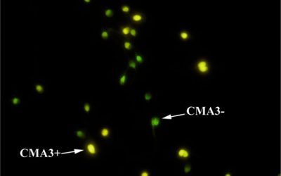 رنگ آمیزی کروماتین A3 - شرکت دانش بنیان بافت و ژن پاسارگاد