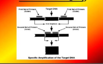 روش-پلیمورفیسم-3