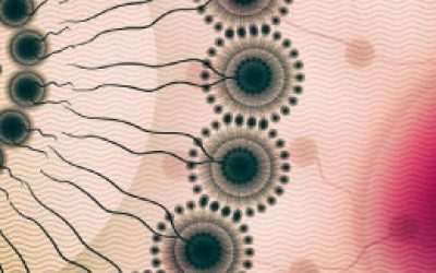 سنتز نانومیسل - شرکت دانش بنیان بافت و ژن پاسارگاد