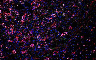قرارگیری سلول روی داربست - شرکت دانش بنیان بافت و ژن پاسارگاد