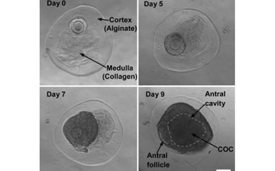 مراحل بلوغ فولیکول - شرکت دانش بنیان بافت و ژن پاسارگاد