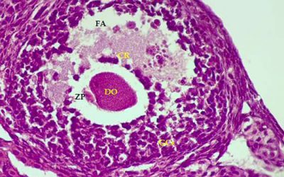 میکروگراف فولیکول تخمدان - شرکت دانش بنیان بافت و ژن پاسارگاد