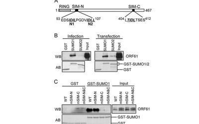 بررسی وسترن بلات برای تاییدیه وکتور حاوی mir - شرکت دانش بنیان بافت و ژن پاسارگاد
