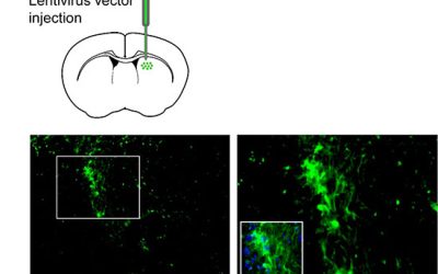 بررسی فلورسنت وکتور لنتی ویروس حاوی mir - شرکت دانش بنیان بافت و ژن پاسارگاد
