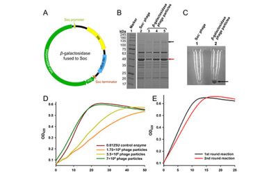 آنالیز نهایی کریسپر انجام شده - شرکت دانش بنیان بافت و ژن پاسارگاد
