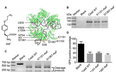 ویرایش دقیق ژنوم با کونژوگه های Cas9 - شرکت دانش بنیان بافت و ژن پاسارگاد