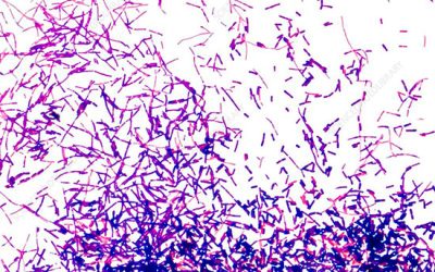 رنگ آمیزی باکتری گرم مثبت - شرکت دانش بنیان بافت و ژن پاسارگاد