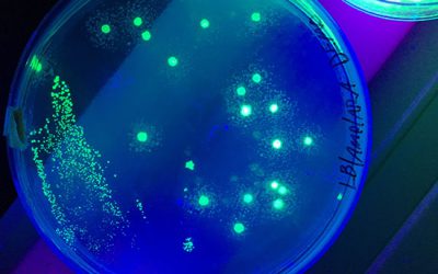 ترانسداکشن باکتری - شرکت دانش بنیان بافت و ژن پاسارگاد