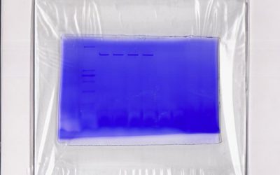 رنگ آمیزی کوماسی بلو - شرکت دانش بنیان بافت و ژن پاسارگاد