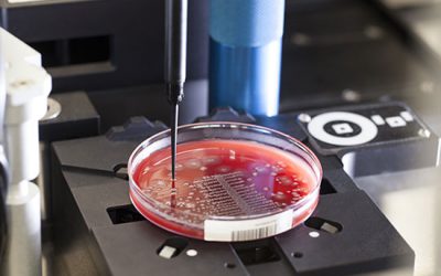 کشت کلونی باکتری - شرکت دانش بنیان بافت و ژن پاسارگاد