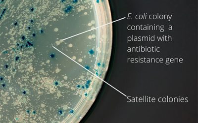 ترانسفورماسیون باکتری E.coli - شرکت دانش بنیان بافت و ژن پاسارگاد