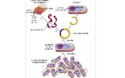 دیاگرام ترانسفورماسیون باکتری - شرکت دانش بنیان بافت و ژن پاسارگاد