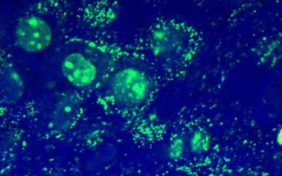 آلودگی سلولی با مایکوپلاسما - شرکت دانش بنیان بافت و ژن پاسارگاد
